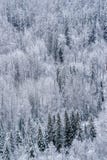 Canadian North Slope with Mixed Forest after Snow Fall royalty free stock images Canadian North Slope with Mixed Forest after Snow Fall royalty free stock images
