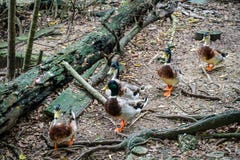 Canard barbotant dans le zoo photographie stock libre de droits Canard barbotant dans le zoo photographie stock libre de droits