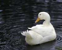 Canard blanc de Pekin images libres de droits Canard blanc de Pekin images libres de droits