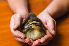 Canard coloré nouveau-né dans les mains approximatives de l'agriculteur photographie stock libre de droits Canard coloré nouveau-né dans les mains approximatives de l'agriculteur photographie stock libre de droits