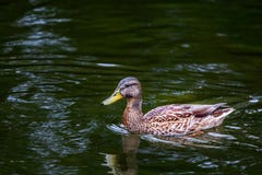 Canard dans l'eau photos stock Canard dans l'eau photos stock