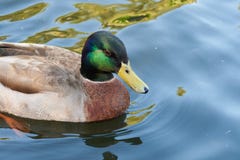 Canard de Mallard avec les inscriptions distinctives photos libres de droits Canard de Mallard avec les inscriptions distinctives photos libres de droits