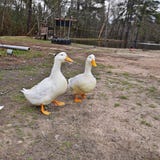 Canard deux près de l'étang Images libres de droits Canard deux près de l'étang Images libres de droits