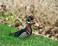Canard en bois masculin coloré, sponsa d'Aix, se tenant sur l'herbe image stock Canard en bois masculin coloré, sponsa d'Aix, se tenant sur l'herbe image stock
