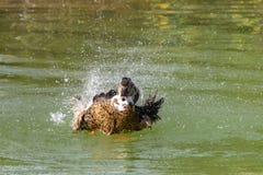 Canard lavant, éclaboussant et lissant dans un lac images libres de droits Canard lavant, éclaboussant et lissant dans un lac images libres de droits