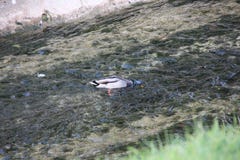 Canard naviguant au schnorchel ayant un temps espiègle image libre de droits Canard naviguant au schnorchel ayant un temps espiègle image libre de droits