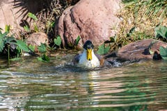 Canard plumage de plume ?claboussant, de lisser et nettoyer dans un lac image libre de droits Canard plumage de plume ?claboussant, de lisser et nettoyer dans un lac image libre de droits