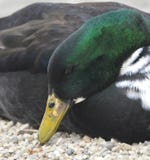 Canard suédois noir aux yeux bleus photos stock Canard suédois noir aux yeux bleus photos stock