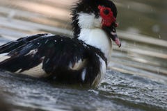 Canard éclaboussant au parc image stock Canard éclaboussant au parc image stock