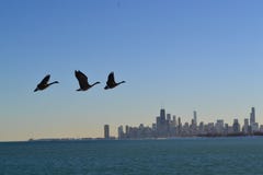 Canards au-dessus d'horizon de Chicago images stock Canards au-dessus d'horizon de Chicago images stock