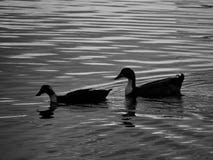 Canards nageant dans le lac photographie stock libre de droits Canards nageant dans le lac photographie stock libre de droits