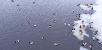 Canards sur la glace Plan rapproché de canards sur l'eau en hiver photos stock Canards sur la glace Plan rapproché de canards sur l'eau en hiver photos stock