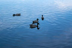 Canards sur le lac un jour d'été image stock Canards sur le lac un jour d'été image stock
