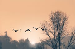 Canards volants de matin images libres de droits Canards volants de matin images libres de droits