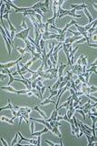 cancercellprostata