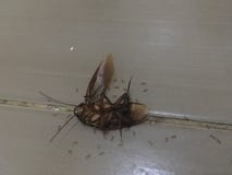 Cancrelat mort avec des fourmis image libre de droits Cancrelat mort avec des fourmis image libre de droits