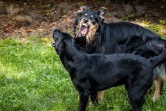 Cane adulto aggressivo contro poco Labrador nero fotografia stock Cane adulto aggressivo contro poco Labrador nero fotografia stock