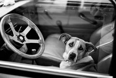 Cane alesato in automobile immagine stock Cane alesato in automobile immagine stock