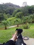 Cane in bianco e nero brasiliano di Terrier - trovarsi calma ai piedi del proprietario ammirando la natura con le belle montagne fotografia stock libera da diritti Cane in bianco e nero brasiliano di Terrier - trovarsi calma ai piedi del proprietario ammirando la natura con le belle montagne fotografia stock libera da diritti