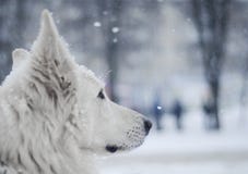 Cane bianco sotto neve Cane bianco sotto neve