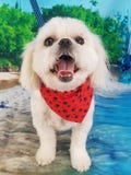 Cane che sorride su una spiaggia fotografie stock libere da diritti Cane che sorride su una spiaggia fotografie stock libere da diritti