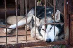 Cane come un lupo chiuso in una gabbia La ha slittata per affrontare attraverso le barre Cane triste fotografia stock libera da diritti Cane come un lupo chiuso in una gabbia La ha slittata per affrontare attraverso le barre Cane triste fotografia stock libera da diritti