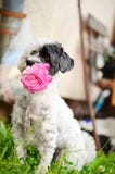 Cane con la rosa di rosa nella bocca Immagini Stock Cane con la rosa di rosa nella bocca Immagini Stock