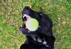 Cane con la sfera di tennis fotografie stock libere da diritti Cane con la sfera di tennis fotografie stock libere da diritti