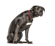 corso cane isolated standing attentively looking puppy months king annoying bulldog sitting french