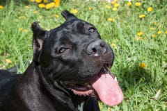 Cane corso puppy close up. Cane corso italiano or italian mastiff. Eight month old. Royalty Free Stock Photo Cane corso puppy close up. Cane corso italiano or italian mastiff. Eight month old. Royalty Free Stock Photo