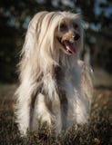 Cane crestato cinese fotografie stock Cane crestato cinese fotografie stock