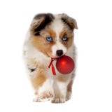 Cane, cucciolo 8 settimane, pastore australiano con la palla di Natale nella m. immagini stock libere da diritti Cane, cucciolo 8 settimane, pastore australiano con la palla di Natale nella m. immagini stock libere da diritti