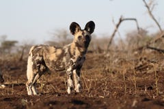 Cane da caccia africano del capo, pictus di Lycaon Immagini Stock Libere da Diritti Cane da caccia africano del capo, pictus di Lycaon Immagini Stock Libere da Diritti