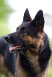 Cane da pastore tedesco attento nell'addestramento immagine stock Cane da pastore tedesco attento nell'addestramento immagine stock