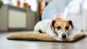 Cane del collare del veterinario immagini stock libere da diritti Cane del collare del veterinario immagini stock libere da diritti