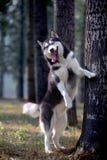 Cane del husky fotografia stock Cane del husky fotografia stock