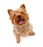 Cane del Terrier di Yorkshire isolato su bianco immagine stock libera da diritti Cane del Terrier di Yorkshire isolato su bianco immagine stock libera da diritti