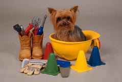 Cane della costruzione immagine stock libera da diritti Cane della costruzione immagine stock libera da diritti