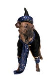 Cane dello stregone fotografia stock Cane dello stregone fotografia stock