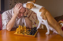 Cane di Basenji che lecca disperatamente il suo oppositore durante il torneo della famiglia di scacchi immagine stock libera da diritti Cane di Basenji che lecca disperatamente il suo oppositore durante il torneo della famiglia di scacchi immagine stock libera da diritti