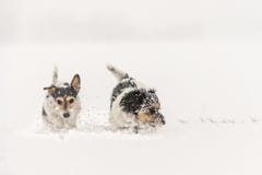 Cane di Jack Russell Terrier nella neve Il cane divertente sveglio sta correndo davanti al fondo nevoso fotografia stock Cane di Jack Russell Terrier nella neve Il cane divertente sveglio sta correndo davanti al fondo nevoso fotografia stock