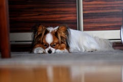 Cane di Papillon che dorme sul tappeto fotografie stock Cane di Papillon che dorme sul tappeto fotografie stock