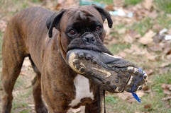 Cane divertente che mastica su una scarpa di calcio immagine stock libera da diritti Cane divertente che mastica su una scarpa di calcio immagine stock libera da diritti
