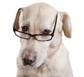 Cane divertente di vetro di lettura Cane divertente di vetro di lettura
