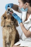 Cane dorato dello spaniel alla ricezione del veterinario fotografie stock Cane dorato dello spaniel alla ricezione del veterinario fotografie stock