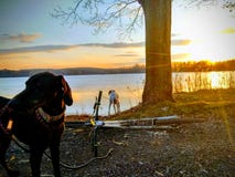 Cane e motorino vicino al lago immagini stock libere da diritti Cane e motorino vicino al lago immagini stock libere da diritti