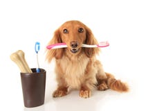 Cane e toothbrush Cane e toothbrush