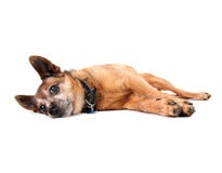 Cane faticoso fotografie stock Cane faticoso fotografie stock