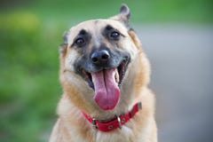 Cane felice che sorride all'aperto fotografia stock Cane felice che sorride all'aperto fotografia stock