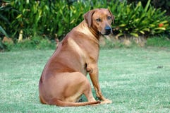Cane incinto immagine stock Cane incinto immagine stock
